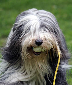 Barney - Sheiling Nonesuch Spirit