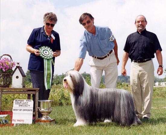 Barney - Can.Am CH Sheiling Nonesuch Spirit