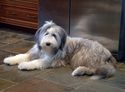 Cade at 11 months - still King of the Castle