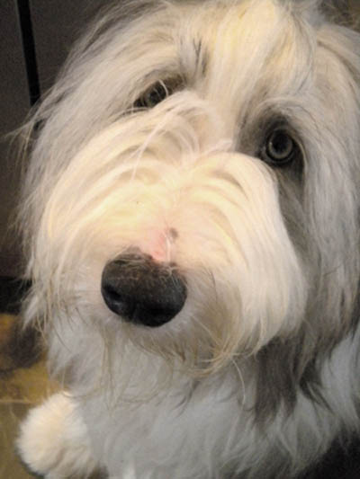 Cade - who can resist the look!