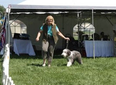 Cade at his first dog show at 6 months old