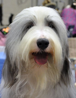 Cadence - Philemon Blue Denim