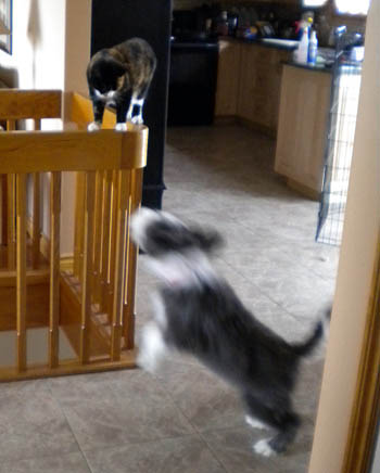 Cade trying to reach the cat