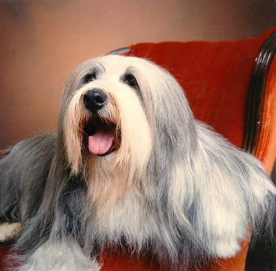 Chelsea - CH Algobrae Chelsea Blue