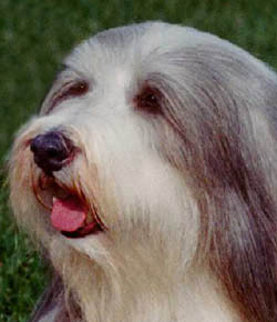 Chelsea _ CH Algobrae Chelsea Blue