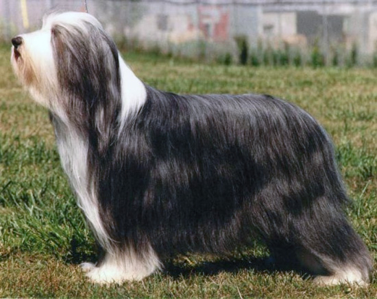 Corrie - Can.Am CH Benbecula's Crystal D'Arque as a veteran of 8 years