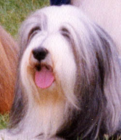 Corri - Can.Am CH Benbecula's Crystal D'Arque