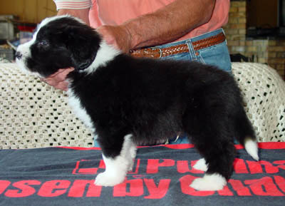 Kenny at 7 weeks old.