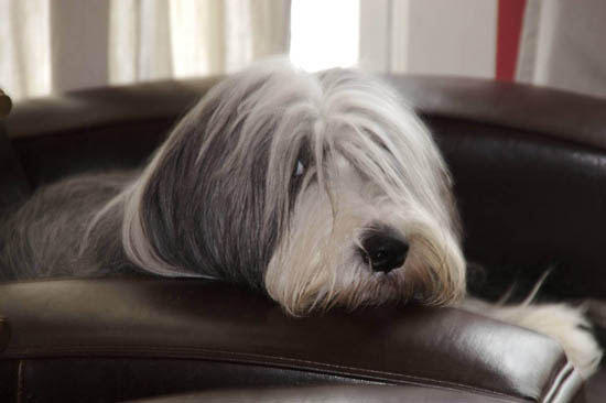 Kenny - Ch. Sheiling Angel's Applause