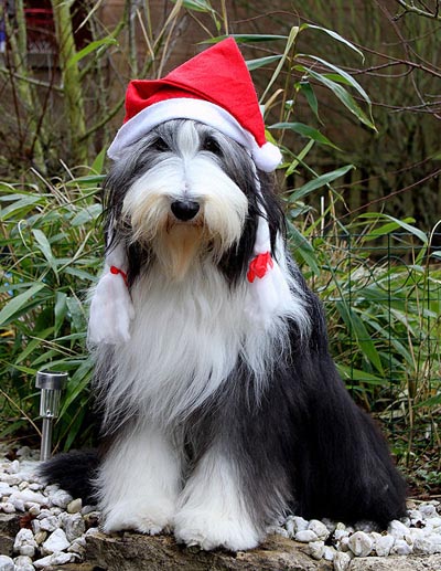 Lizzie, 11 months old, getting ready for her first Christmas and her first birthday