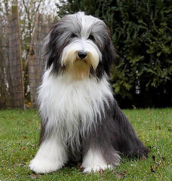 Lizzie - Lum-Bi-Ni Hopeful Heloise