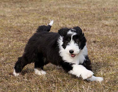 Lizzie having fun at 12 weeks old.