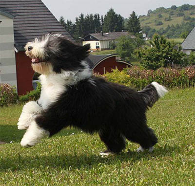 Lizzie - a happy puppy