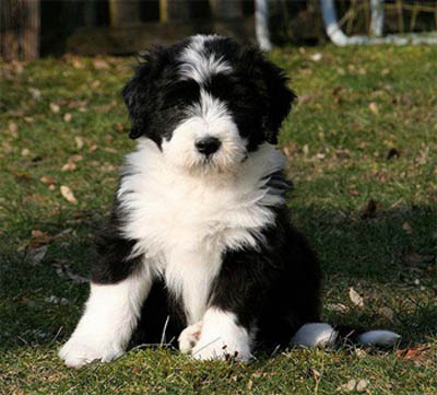 Lizzie at 7 weeks old.