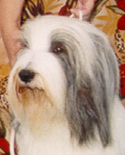 Maxine - CH Sheiling Angel Of The D'Arque