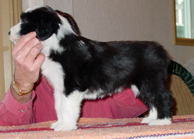 Windy at 7 weeks old