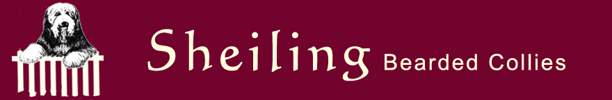 Sheiling Bearded Collies