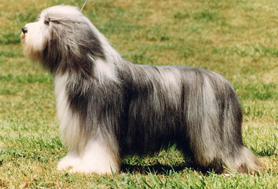 Dollar - Can.Am CH Sheiling Silver Dollar