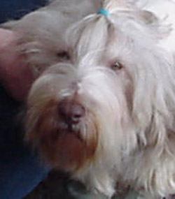 Fine' - Can.Am Ch Sheiling's D'Arque Secret ROMX, ROMI