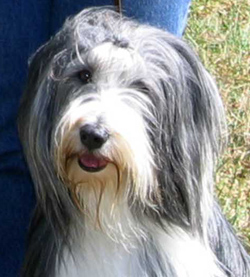 Kaesa - Ch. Sheiling Dreams Of A Child