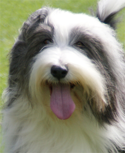 Windy - CanAm CH Sheiling's Touched By An Angel