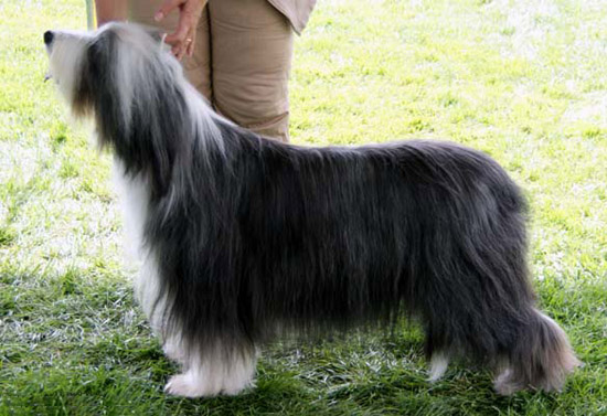 Windy - Can.Am. CH Sheiling Touched By An Angel