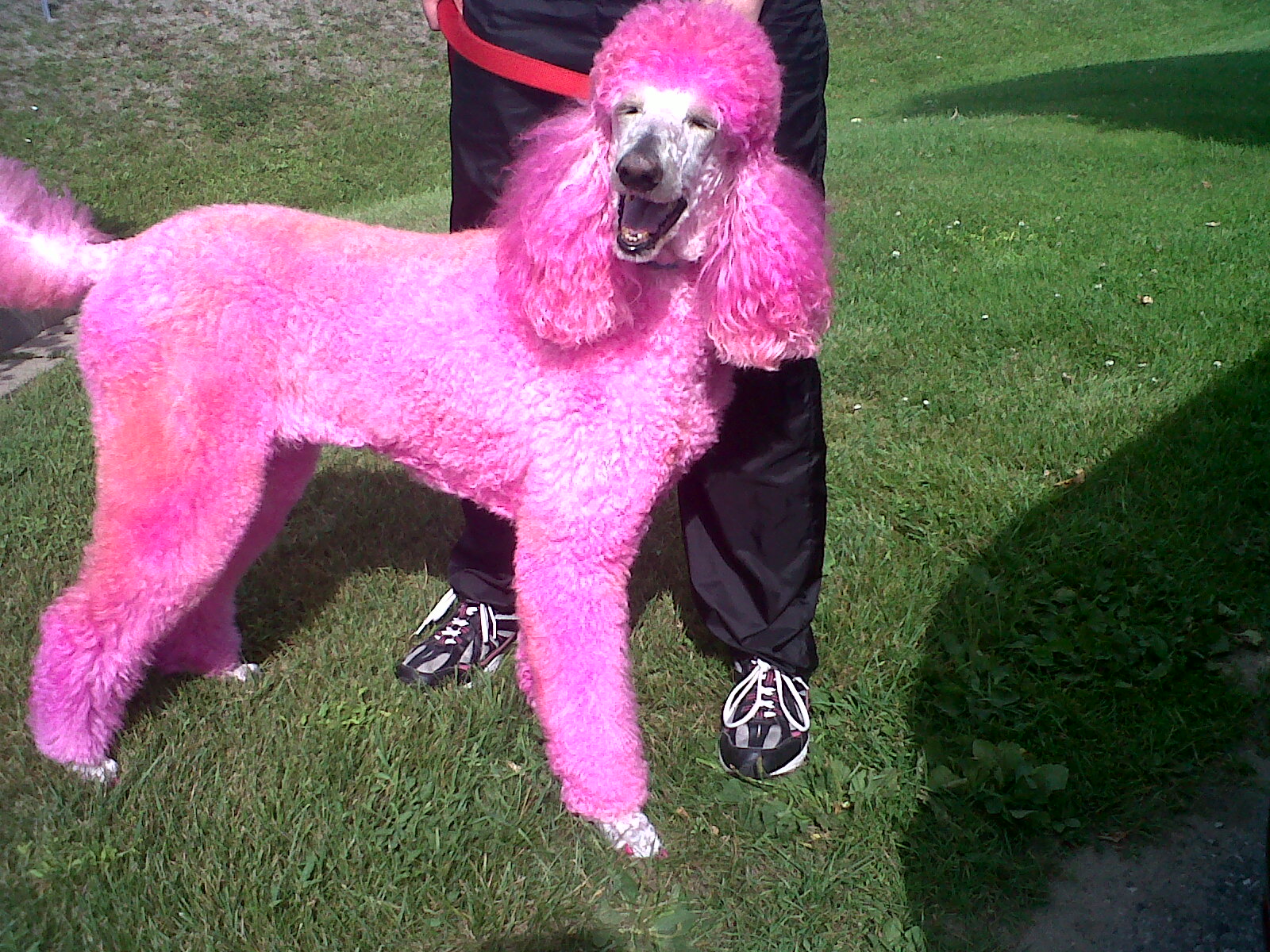 Poodle Pink